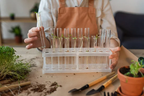 Cropped view of girl holding glass test tubes with plants at home — Stock Photo