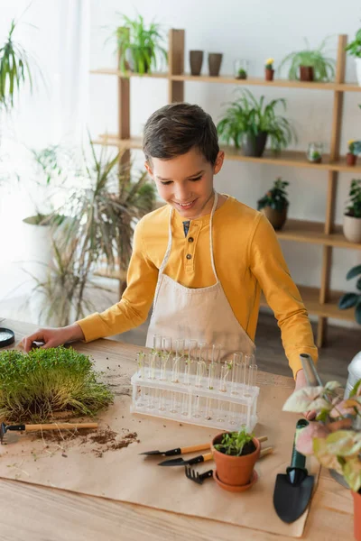 Muchacho sonriente en delantal mirando tubos de ensayo cerca de plantas en casa - foto de stock