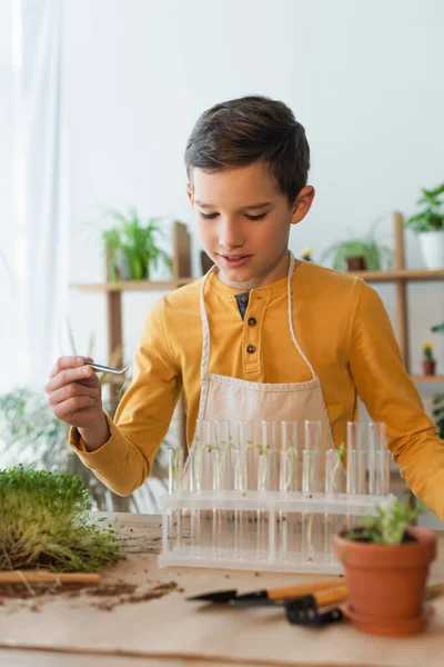 Preteen menino segurando pinças perto de tubos de ensaio e plantas em casa — Fotografia de Stock