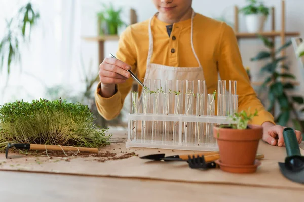 Ausgeschnittene Ansicht eines Jungen mit Pinzette, der zu Hause Pflanzen in Reagenzgläser steckt — Stockfoto