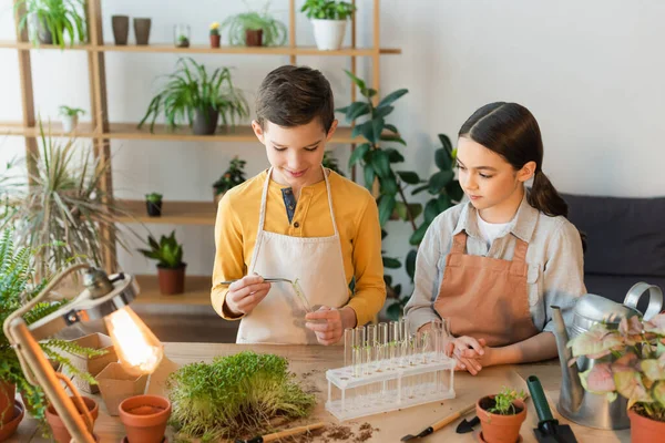 Ragazzo sorridente che tiene pinzette e pianta vicino alle provette e amico a casa — Foto stock