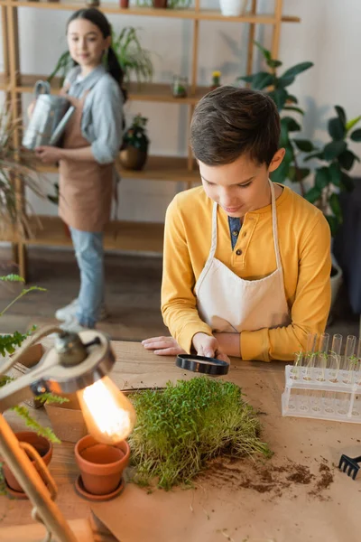 Ragazzo in grembiule con lente d'ingrandimento vicino a microverde e lampada sfocata sul tavolo a casa — Foto stock