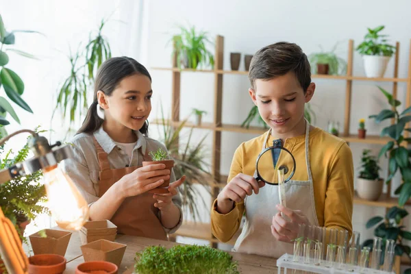 Preteen amigos segurando planta e lupa perto de tubos de ensaio em casa — Fotografia de Stock