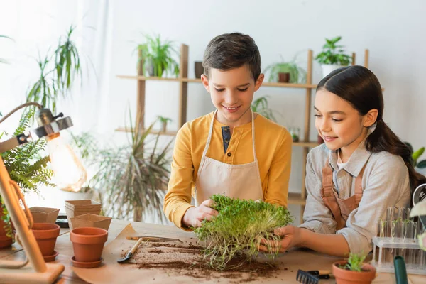 Crianças positivas em aventais segurando microgreen perto de tubos de ensaio e vasos de flores em casa — Fotografia de Stock