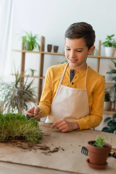 Ragazzo sorridente in grembiule tenuta pala giardinaggio vicino microverde sul tavolo a casa — Foto stock