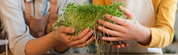 Cropped view of friends in aprons holding microgreen at home, banner — Stock Photo