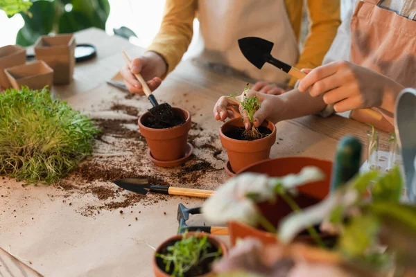 Vista recortada de amigos preadolescentes plantando microgreen cerca de herramientas de jardinería en casa - foto de stock