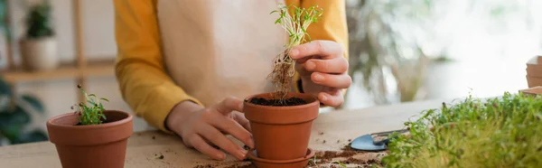 Ausgeschnittene Ansicht eines Kindes, das Mikrogrün in der Nähe von Blumentöpfen auf dem Tisch hält, Banner — Stockfoto