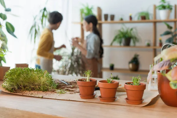 Pots de fleurs et microgreen sur la table près des enfants flous à la maison — Photo de stock