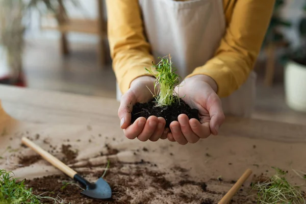 Cropped view of boy holding microgreen in soil near table at home — Stock Photo