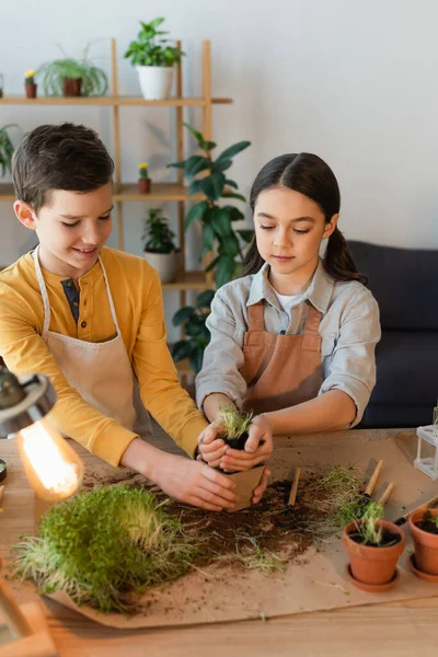 Positiver Junge hält Blumentopf neben Freund mit Erde und Mikrogrün zu Hause — Stockfoto