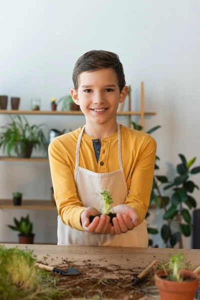 Ragazzo felice in grembiule che tiene il terreno con piante microverdi mentre guarda la fotocamera — Foto stock