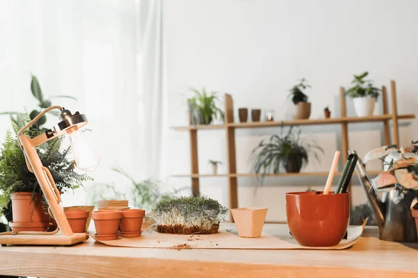 Pots de fleurs et plantes microvertes près de la lampe et des outils de jardinage sur la table — Photo de stock