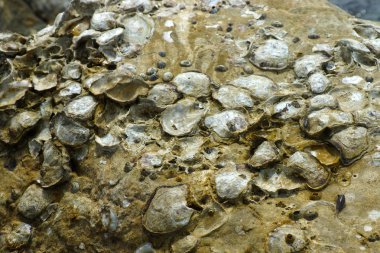 Bir sürü istiridye kabuğu kayanın içinde gömülü.