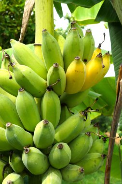 ham ve olgunlaşmış muz.
