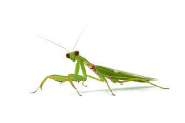 Beyaz arka planda kadın Asya mantis (hierodula patellifera).