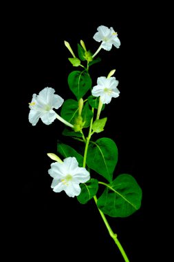 White flower of Marvel of peru, Four-o'clocks (Mirabilis jalapa clipart