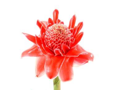 Tropikal çiçek pembe meşale zencefil. (Etlingera elatior (Jack)
