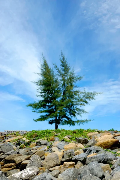 Pino sobre las rocas con fondo azul del cielo . — Foto de Stock