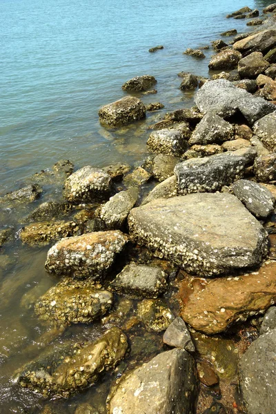 岩に埋め込まれた多くの牡蠣の殻 — ストック写真