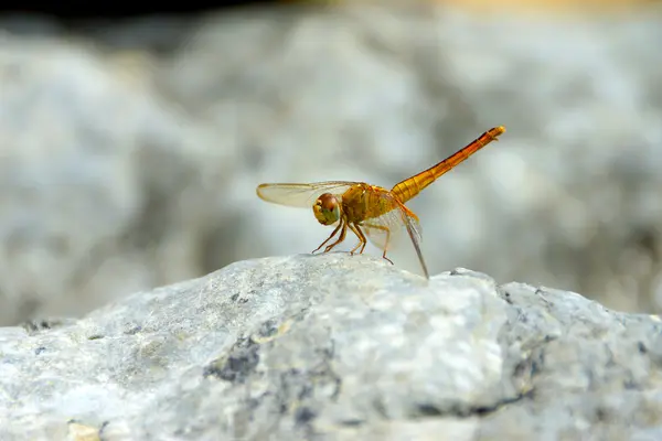 Fermer une libellule sur le rocher . — Photo