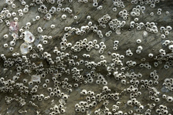 Barnacles em uma rocha . — Fotografia de Stock