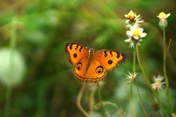 Farfalla arancione sopra il fiore . — Foto Stock