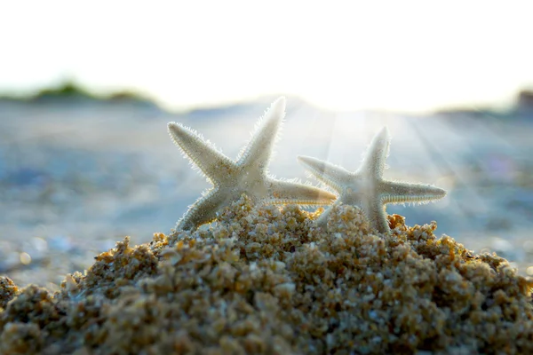 Stelle marine sulla sabbia — Foto Stock