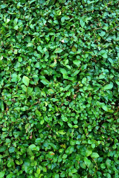 Bakgrund av gröna blad. — Stockfoto