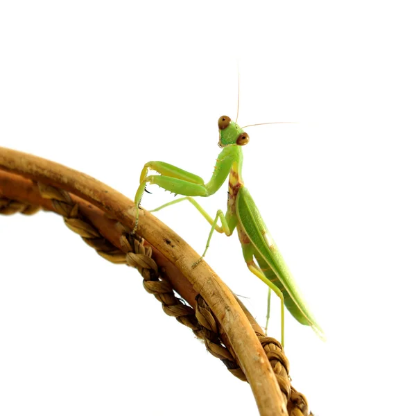 Kvinnliga Asien mantis (hierodula patellifera) på vit bakgrund. — Stockfoto