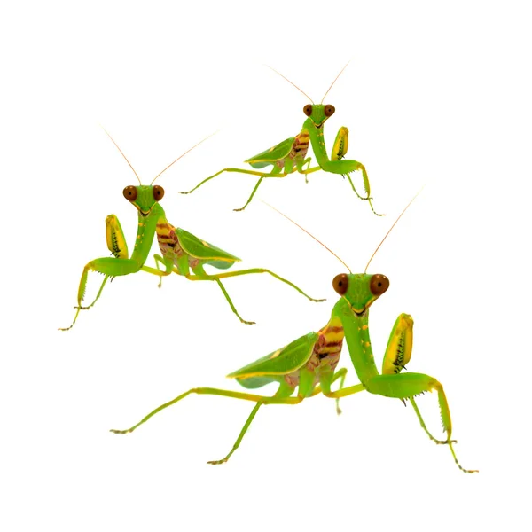 Mujer Asia Mantis (Hierodula patellifera) sobre fondo blanco . — Foto de Stock