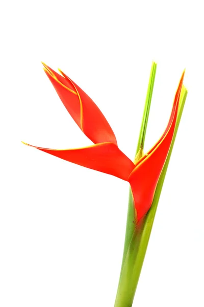 Beautiful Heliconia H stricta Huber "Fire Bird" blooming on isol — Stock Photo, Image