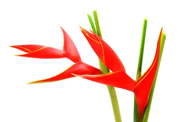 美しいヘリコニア h stricta フーバー「火の鳥」isol に咲く — ストック写真