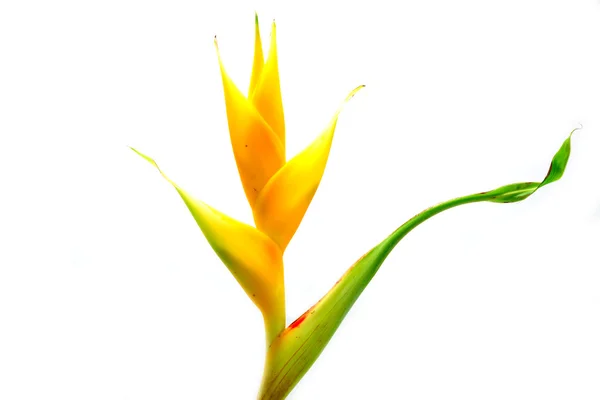 Gyönyörű heliconia (h. caribaea lamarck) virágzó "sárga krém" — Stock Fotó