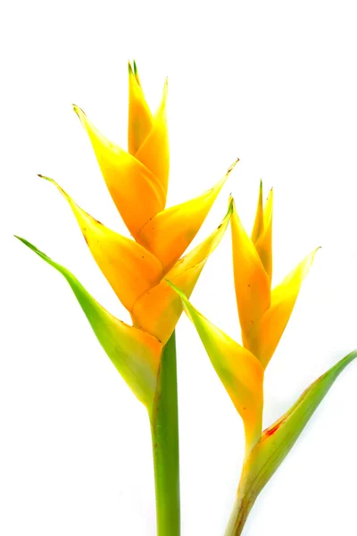 Heliconia hermosa (H. caribaea Lamarck) "Yellow Cream" bloomin —  Fotos de Stock