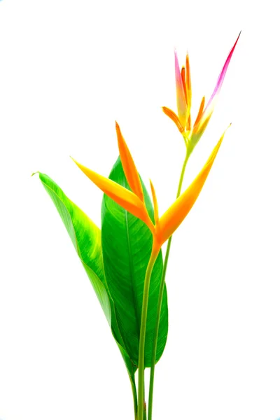 Heliconia: gouden fakkel., oranje fakkel. (h.psittacorum l.f. x h — Stockfoto