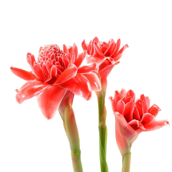 Tropische Blume aus rosa Fackel Ingwer. (etlingera elatior (Buchse) — Stockfoto