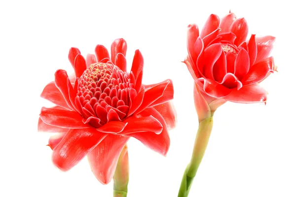 Tropische Blume aus rosa Fackel Ingwer. (etlingera elatior (Buchse) — Stockfoto