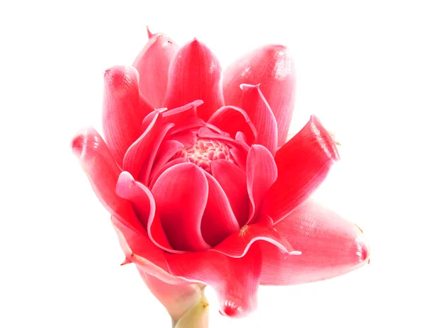 Fiore tropicale di Rosa torcia zenzero. (Etlingera elatior (Jack ) — Foto Stock