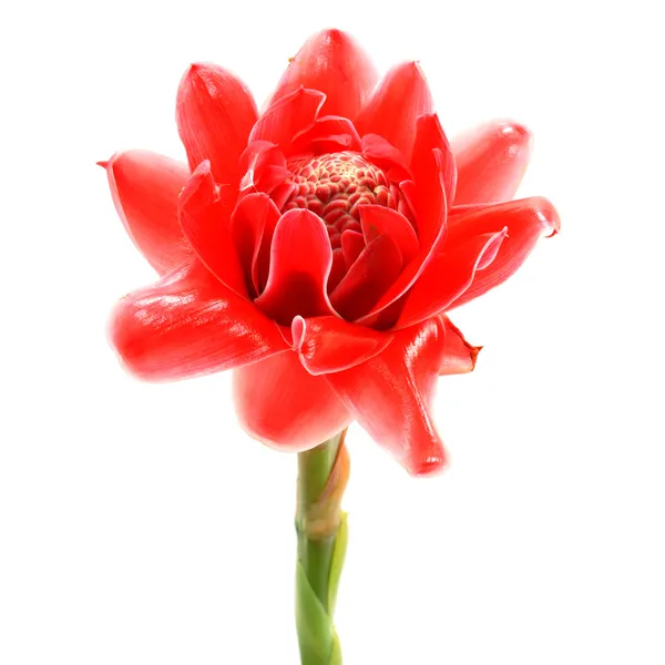 Flor tropical de gengibre rosa tocha. (Etlingera elatior (Jack ) — Fotografia de Stock