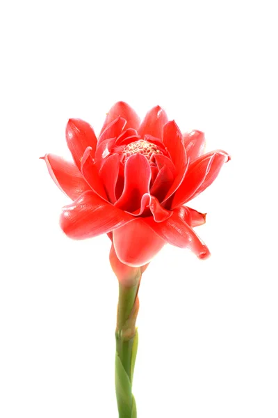 Tropische Blume aus rosa Fackel Ingwer. (etlingera elatior (Buchse) — Stockfoto