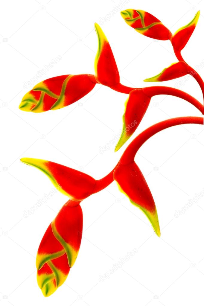 Beautiful Heliconia (H. rostrata Ruiz & Pavon) blooming on isola