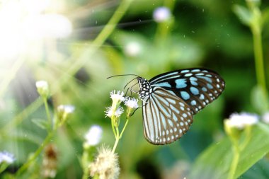 Mavi cam gibi kaplan kelebeği çiçek. (Ideopsis simillis persim
