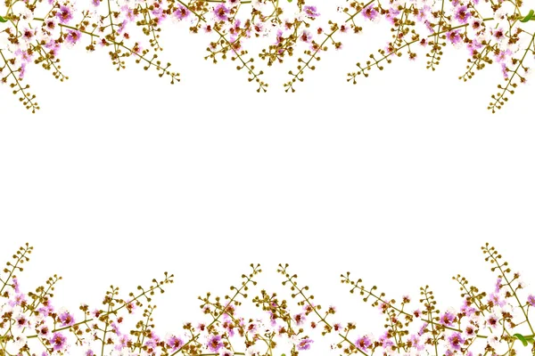 白とイランイランの花のピンク. — ストック写真