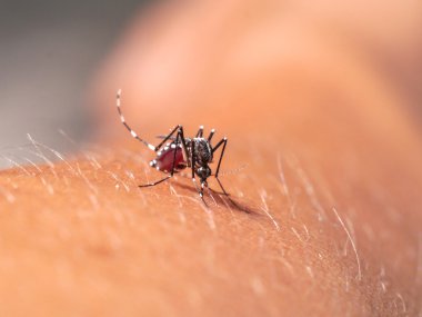 aedes kol kan emme.