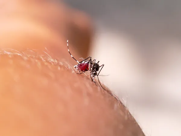Komara Aedes ssania krwi z ramienia. — Zdjęcie stockowe