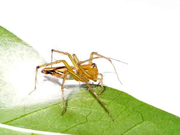 Spiders are laying eggs on the leaves. — Stock Photo, Image