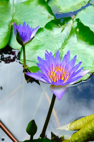 Waterlily in pond — Stock Photo, Image
