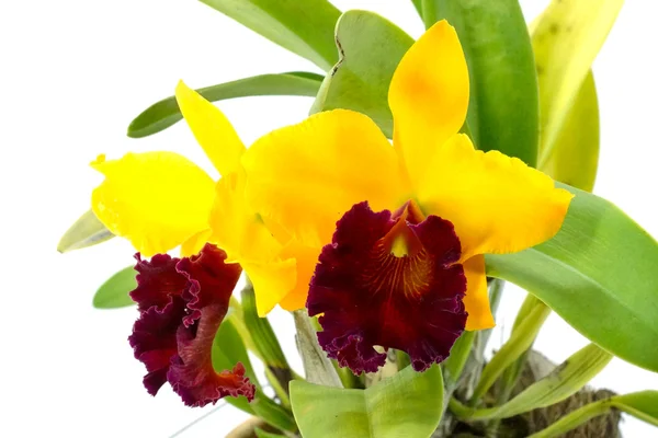 Orange and red orchid cattleya close up — Stock Photo, Image