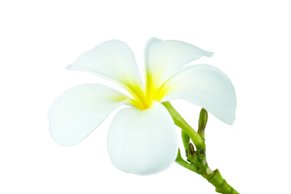 Frangipani, Pumeria, Frangipanni, isolated on white background — Stock Photo, Image